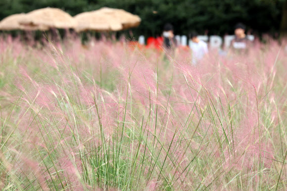 12일 오전 제주 서귀포시 남원읍 휴애리자연생활공원에 핑크뮬리가 피기 시작해 입장객 눈길을 끌고 있다. 2024.9.12. 연합뉴스