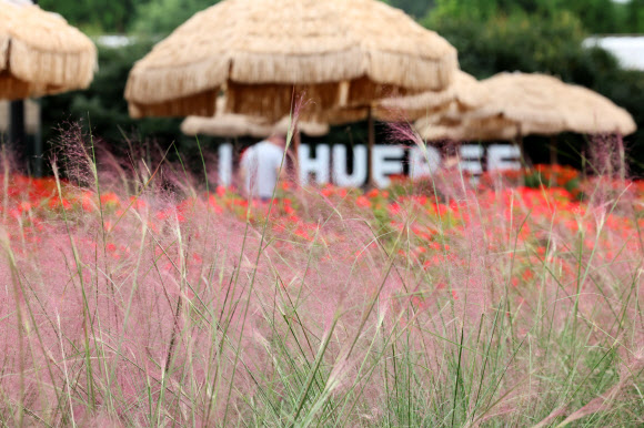 12일 오전 제주 서귀포시 남원읍 휴애리자연생활공원에 핑크뮬리가 피기 시작해 입장객 눈길을 끌고 있다. 2024.9.12. 연합뉴스
