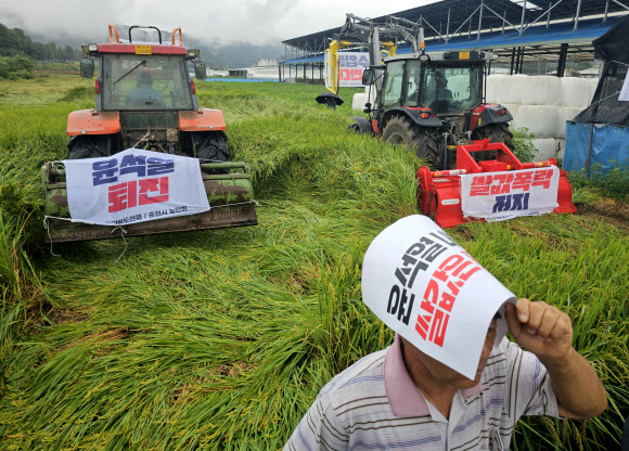 추석 연휴를 이틀 앞둔 12일 강원 춘천시 신북읍 유포리의 한 농가에서 전국농민회총연맹 강원도연맹과 춘천농민회가 쌀값 보장과 쌀 수입 반대를 정부에 촉구하며 추수를 앞둔 논을 갈아엎고 있다. 2024.9.12. 연합뉴스