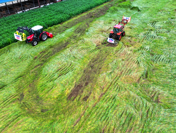 추석 연휴를 이틀 앞둔 12일 강원 춘천시 신북읍 유포리의 한 농가에서 전국농민회총연맹 강원도연맹과 춘천농민회가 쌀값 보장과 쌀 수입 반대를 정부에 촉구하며 추수를 앞둔 논을 갈아엎고 있다. 2024.9.12. 연합뉴스