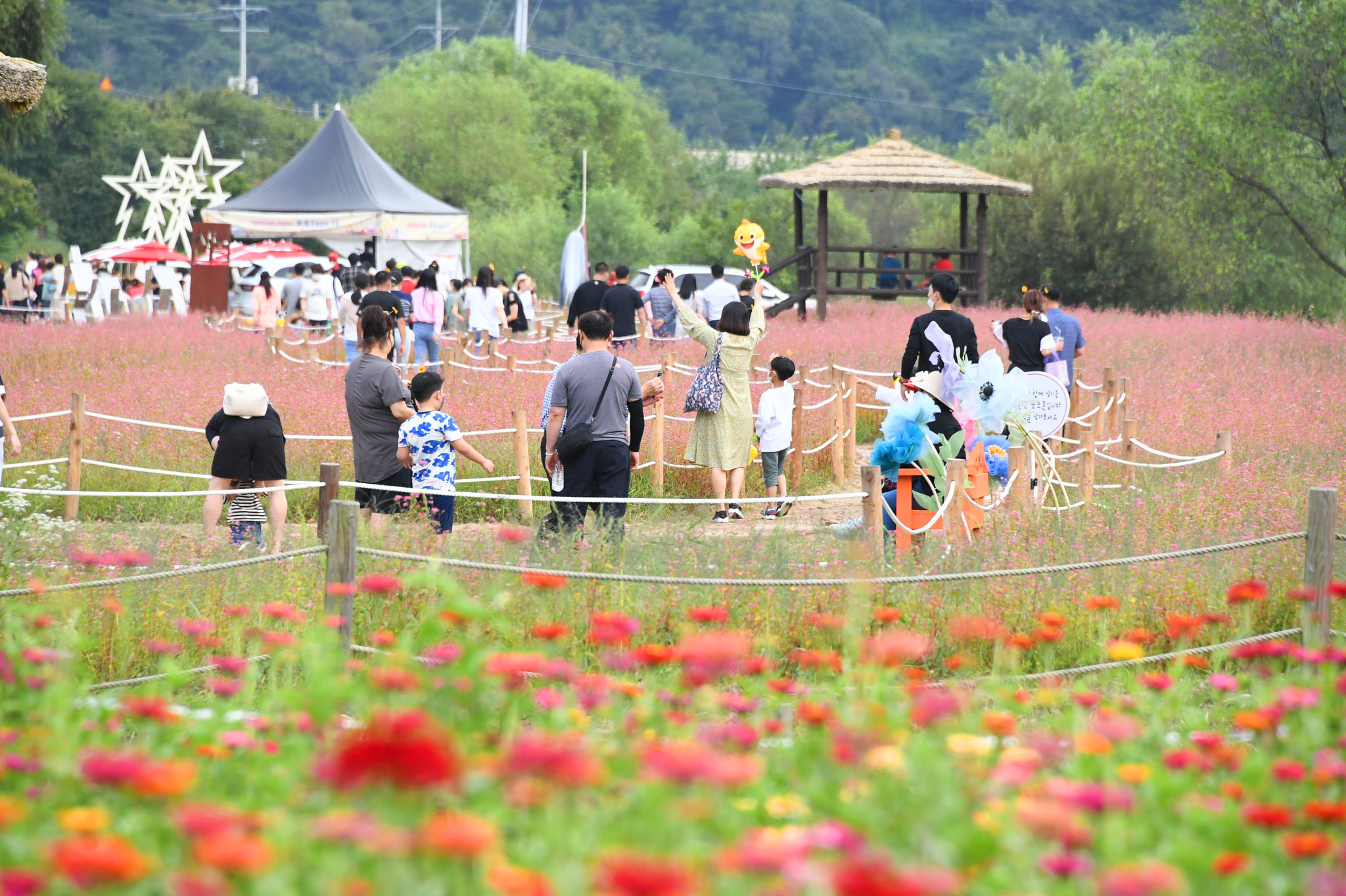 강원 평창 백일홍축제장. 서울신문 DB