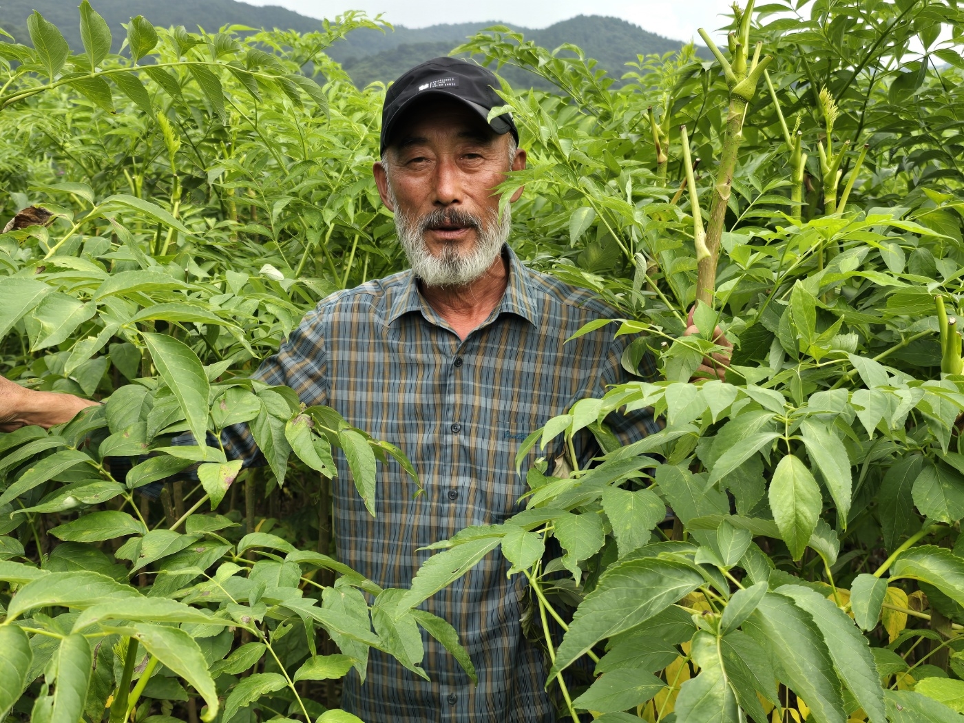 이춘복(66) 대한두릅농업회사법인 회장이 6일 전남 보성군 득량면 자신의 두릅농장에서 포즈를 취하고 있다.