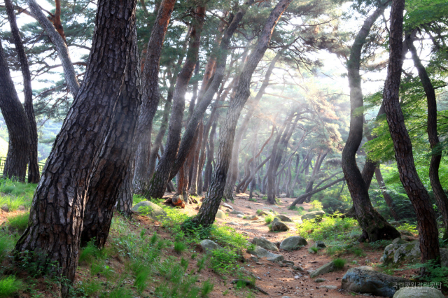 경주 삼릉 숲길. 국립공원공단