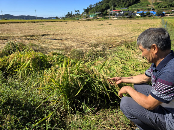 “이 벼들 다 어떡한댜?”
