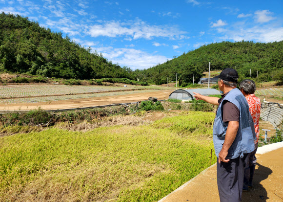 수해에 병충해까지 덮친 농경지