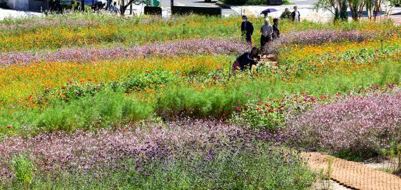 완연한 가을 날씨를 보인 23일 서울 종로구 열린송현 녹지광장에서 시민들과 관광객들이 황화코스모스 등이 핀 꽃밭을 산책하고 있다. 2024.9.23. 연합뉴스