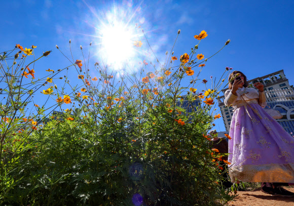 완연한 가을 날씨를 보인 23일 서울 종로구 열린송현 녹지광장에 황화코스모스가 피어있다. 2024.9.23. 연합뉴스
