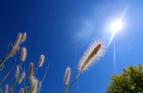 완연한 가을 날씨를 보인 23일 서울 종로구 열린송현 녹지광장에 수크령이 피어있다. 2024.9.23. 연합뉴스