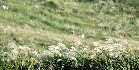 23일 오전 제주시 애월읍 봉성리 새별오름 일대에 억새꽃이 피기 시작해 완연한 가을 정취를 자아내고 있다. 2024.9.23. 연합뉴스