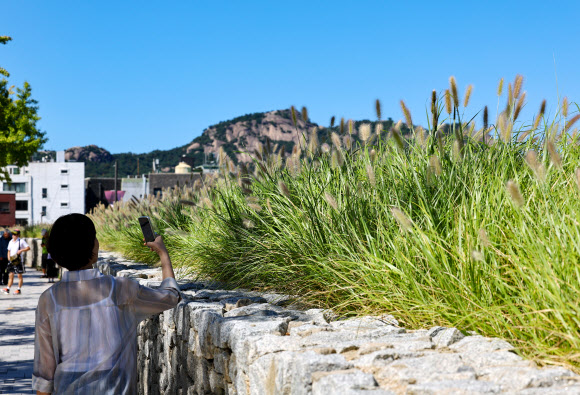 완연한 가을 날씨를 보인 23일 서울 종로구 열린송현 녹지광장에 수크령이 피어있다. 2024.9.23. 연합뉴스