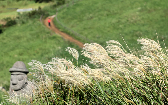 23일 오전 제주시 애월읍 봉성리 새별오름 일대에 억새꽃이 피기 시작해 완연한 가을 정취를 자아내고 있다. 2024.9.23. 연합뉴스