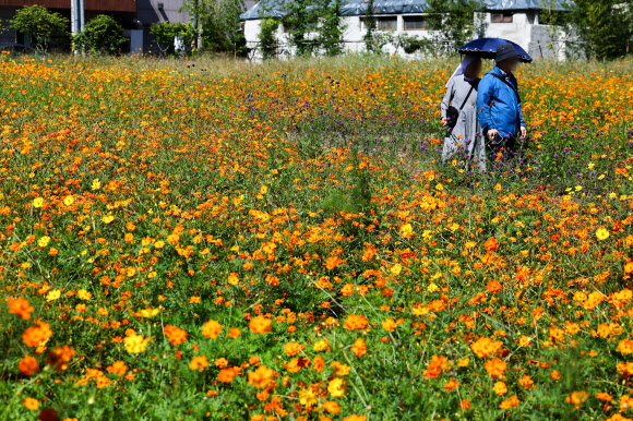 완연한 가을 날씨를 보인 23일 서울 종로구 열린송현 녹지광장에서 시민들이 황화코스모스 밭을 산책하고 있다. 2024.9.23. 연합뉴스