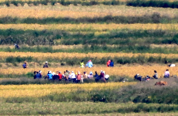 23일 오후 인천 강화군 강화평화전망대에서 바라본 북한 황해도 개풍군 들녘에서 북한 주민들이 추수 작업을 하고 있다. 2024.9.23. 연합뉴스