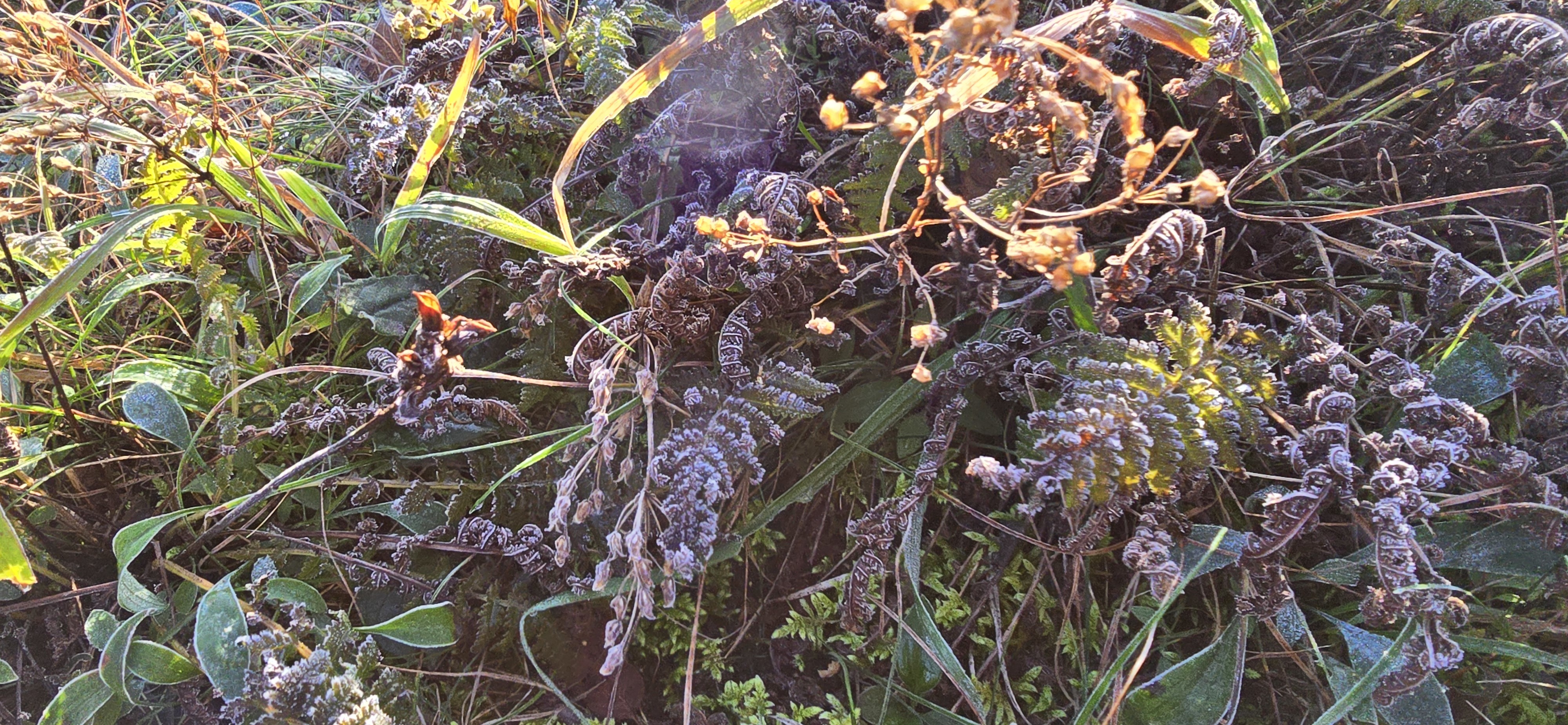 24일 오전 7시쯤 강원 양양군 설악산 중청대피소 일대 올해 첫 서리가 내려앉아 있다. 2024.9.24. 설악산국립공원사무소 제공