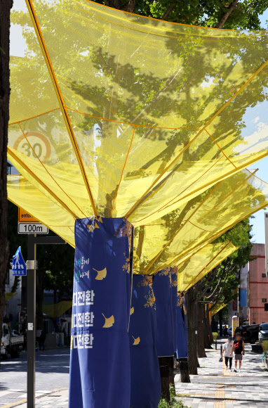 24일 경기도 수원시 팔달구 효원로에 은행나무 낙과수집기가 설치돼 있다. 2024.9.24  연합뉴스