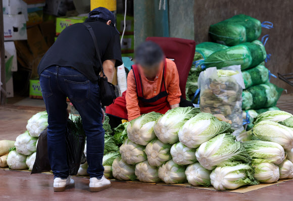 기록적인 폭염으로 인해 채소 가격이 크게 오른 24일 오후 서울 한 시장에 배추가 놓여 있다.  시금치 가격은 지난달에 비해 124.4%, 배추는 73.0% 오른 것으로 조사됐다. 2024.9.24  연합뉴스