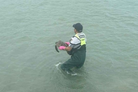 25일 오전 제주시 구좌읍 해상에서 바다로 나아가지 못하고 헤매는 거북이 발견돼 해경이 구조하고 있다. 2024.9.25 제주해양경찰서 제공