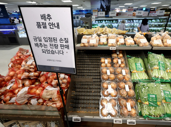 배추 수급 문제가 지속되는 26일 오후 서울 시내 한 대형마트 채소 코너에 배추 매대가 텅 비어 있다. 2024.9.26. 연합뉴스