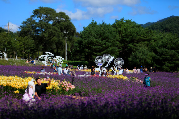 28일 오후 강원 인제군 북면 용대리에서 열리고 있는 ‘인제 가을꽃 축제’에 많은 방문객이 찾아 가을 정취를 만끽하고 있다.  올해로 6회째로 맞는 이번 축제는 ‘인제에서 꽃길만 걷자’를 주제로 다음 달 20일까지 펼쳐진다. 2024.9.28  인제군 제공