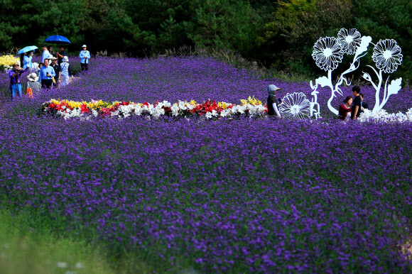 28일 오후 강원 인제군 북면 용대리에서 열리고 있는 ‘인제 가을꽃 축제’에 많은 방문객이 찾아 가을 정취를 만끽하고 있다.  올해로 6회째로 맞는 이번 축제는 ‘인제에서 꽃길만 걷자’를 주제로 다음 달 20일까지 펼쳐진다. 2024.9.28  인제군 제공