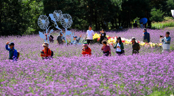 28일 오후 강원 인제군 북면 용대리에서 열리고 있는 ‘인제 가을꽃 축제’에 많은 방문객이 찾아 가을 정취를 만끽하고 있다.  올해로 6회째로 맞는 이번 축제는 ‘인제에서 꽃길만 걷자’를 주제로 다음 달 20일까지 펼쳐진다. 2024.9.28  인제군 제공