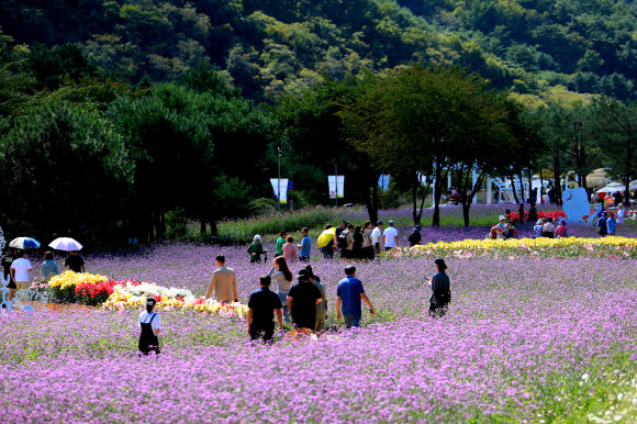 28일 오후 강원 인제군 북면 용대리에서 열리고 있는 ‘인제 가을꽃 축제’에 많은 방문객이 찾아 가을 정취를 만끽하고 있다.  올해로 6회째로 맞는 이번 축제는 ‘인제에서 꽃길만 걷자’를 주제로 다음 달 20일까지 펼쳐진다. 2024.9.28  인제군 제공