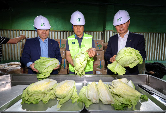 30일 오전 경기도 이천시 대월면 aT 한국농수산식품유통공사 이천비축기지에서 관계자들이 정부가 수급 안정을 위해 중국에서 수입한 배추를 살펴보고 있다. 2024.9.30  공동취재