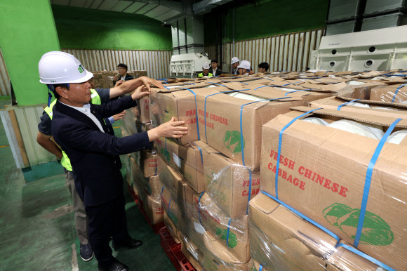 30일 오전 경기도 이천시 대월면 aT 한국농수산식품유통공사 이천비축기지에서 관계자들이 정부가 수급 안정을 위해 중국에서 수입한 배추를 살펴보고 있다. 2024.9.30  공동취재