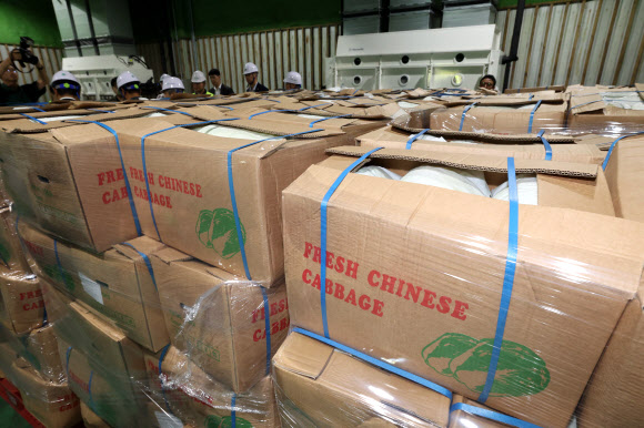 30일 오전 경기도 이천시 대월면 aT 한국농수산식품유통공사 이천비축기지에 정부가 수급 안정을 위해 중국에서 수입한 배추가 보관되고 있다. 2024.9.30  공동취재