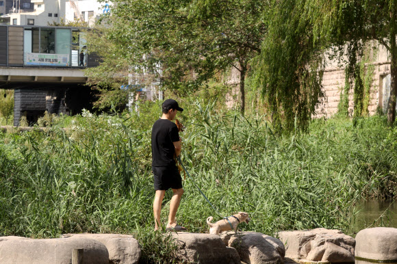 청계천 산책로에 반려견 출입이 시범적으로 허용된 30일 오후 서울 동대문구 황학교 인근 청계천 산책로에서 시민들이 반려견과 산책을 하고 있다. 서울시는 황학교 하류(동대문구)에서 중랑천(성동구) 합류부에 이르는 약 4.1㎞ 구간을 대상으로 이날부터 연말까지 반려견 출입을 시범적으로 허용한다고 밝혔다. 2024.9.30 연합뉴스