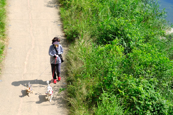 청계천 산책로에 반려견 출입이 시범적으로 허용된 30일 오후 서울 동대문구 황학교 인근 청계천 산책로에서 시민들이 반려견과 산책을 하고 있다. 서울시는 황학교 하류(동대문구)에서 중랑천(성동구) 합류부에 이르는 약 4.1㎞ 구간을 대상으로 이날부터 연말까지 반려견 출입을 시범적으로 허용한다고 밝혔다. 2024.9.30 연합뉴스