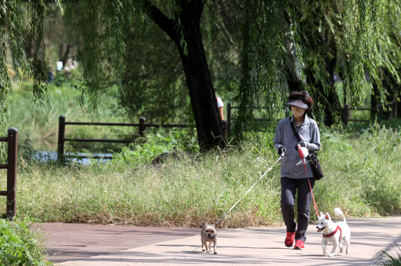 청계천 산책로에 반려견 출입이 시범적으로 허용된 30일 오후 서울 동대문구 황학교 인근 청계천 산책로에서 시민들이 반려견과 산책을 하고 있다. 서울시는 황학교 하류(동대문구)에서 중랑천(성동구) 합류부에 이르는 약 4.1㎞ 구간을 대상으로 이날부터 연말까지 반려견 출입을 시범적으로 허용한다고 밝혔다. 2024.9.30 연합뉴스