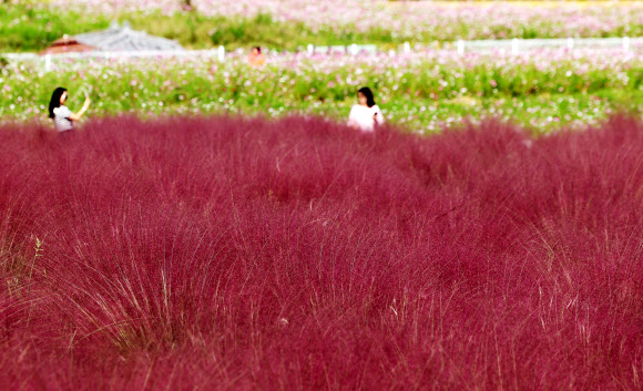 30일 오후 경기도 의왕시 왕송호수공원 인근에서 시민들이 핑크뮬리와 코스모스를 보며 가을을 느끼고 있다. 2024.9.30  연합뉴스