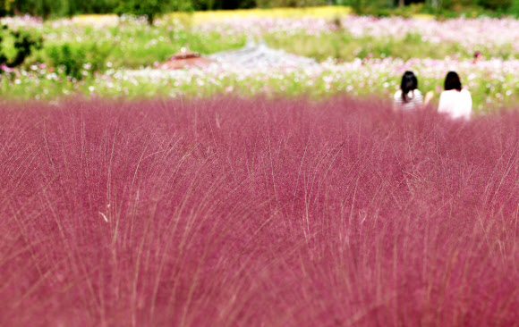 30일 오후 경기도 의왕시 왕송호수공원 인근에서 시민들이 핑크뮬리와 코스모스를 보며 가을을 느끼고 있다. 2024.9.30  연합뉴스