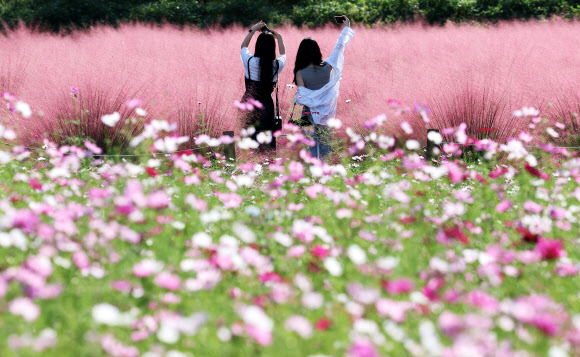 30일 오후 경기도 의왕시 왕송호수공원 인근에서 시민들이 핑크뮬리와 코스모스를 보며 가을을 느끼고 있다. 2024.9.30  연합뉴스