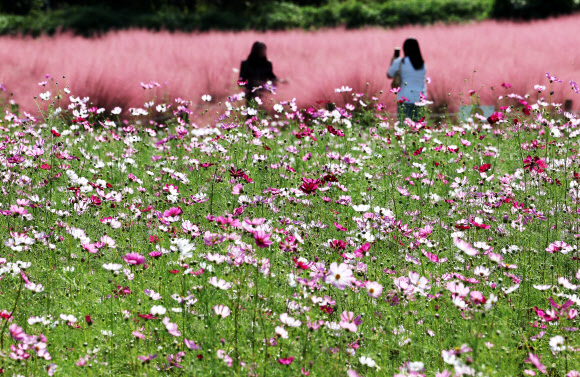 30일 오후 경기도 의왕시 왕송호수공원 인근에서 시민들이 핑크뮬리와 코스모스를 보며 가을을 느끼고 있다. 2024.9.30  연합뉴스