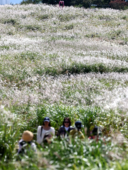 3일 서울 마포구 하늘공원을 찾은 시민들이 억새밭 옆 산책로를 걸어가고 있다. 2024.10.3 연합뉴스