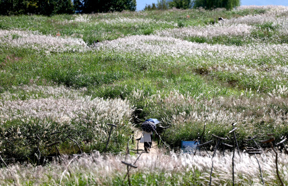 3일 서울 마포구 하늘공원을 찾은 시민들이 억새밭 옆 산책로를 걸어가고 있다. 2024.10.3 연합뉴스