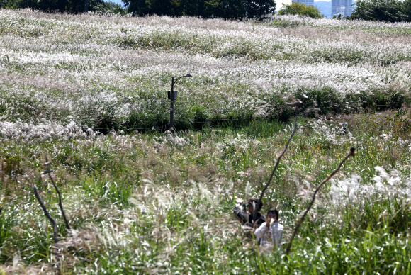 3일 서울 마포구 하늘공원을 찾은 시민들이 억새밭 옆 산책로를 걸어가고 있다. 2024.10.3 연합뉴스