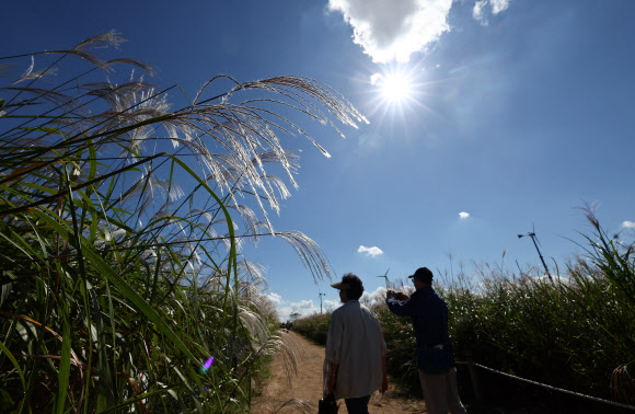 3일 서울 마포구 하늘공원을 찾은 시민들이 억새밭 옆 산책로를 걸어가고 있다. 2024.10.3 연합뉴스