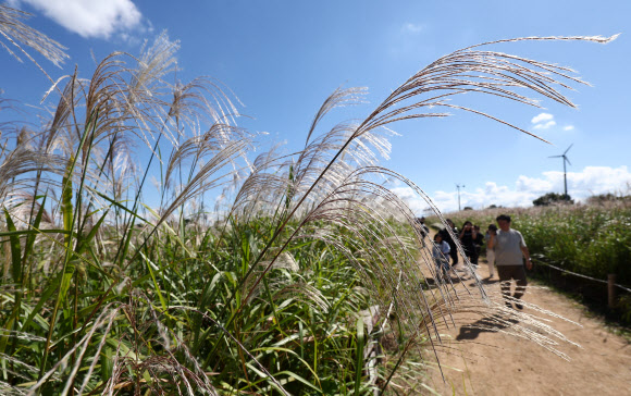3일 서울 마포구 하늘공원을 찾은 시민들이 억새밭 옆 산책로를 걸어가고 있다. 2024.10.3 연합뉴스