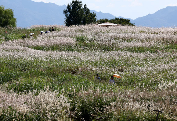 3일 서울 마포구 하늘공원을 찾은 시민들이 억새밭 옆 산책로를 걸어가고 있다. 2024.10.3 연합뉴스