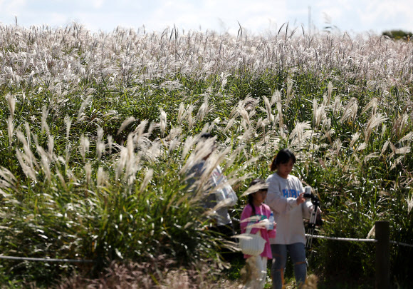 3일 서울 마포구 하늘공원을 찾은 시민들이 억새밭 옆 산책로를 걸어가고 있다. 2024.10.3 연합뉴스