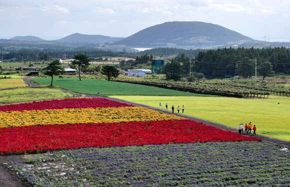 10일 오전 제주 서귀포시 표선읍 보롬왓 농장에 촛불맨드라미, 보라 샐비어 등이 피어 입장객 눈길을 끌고 있다. 2024.10.10 연합뉴스