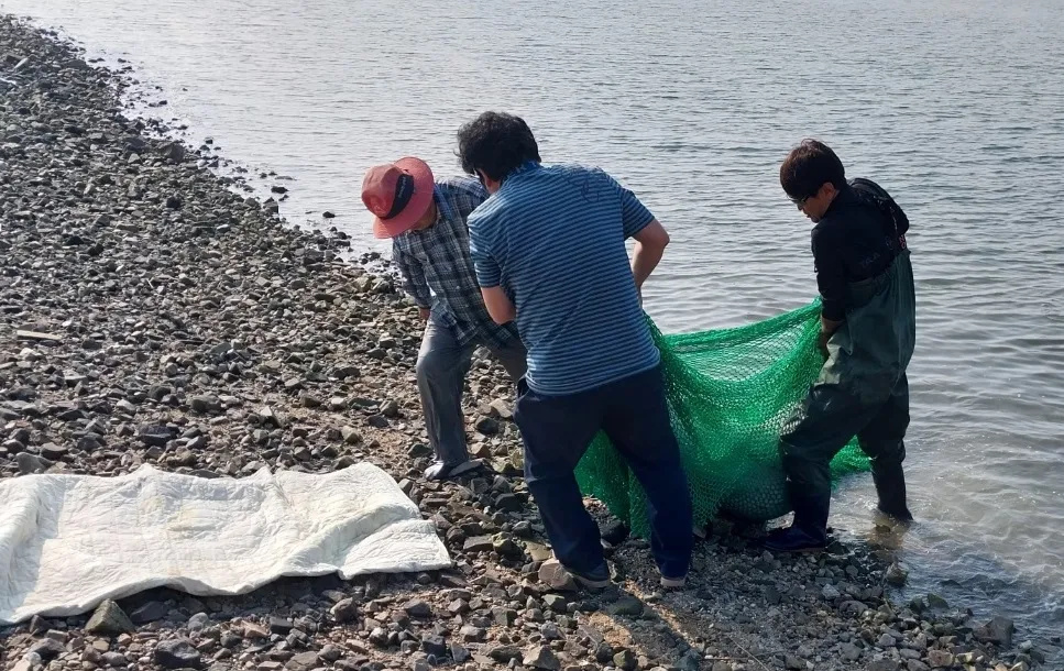 충남 서산시 우도 선착장 인근에서 마을주민들이 표류 중인 점박이물범 1마리를 발견해 구조하고 있다. 서산시 제공