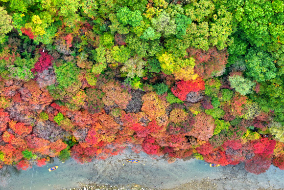 15일 강원 태백시 철암단풍군락지의 단풍이 점차 가을옷을 갈아입고 있다. 2024.10.15  연합뉴스