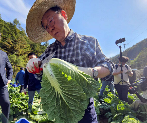 17일 오후 더불어민주당 이재명 대표가 강원 평창군 방림면 배추밭을 찾아 수확을 하며 작황을 살펴보고 있다.  2024.10.17. 연합뉴스