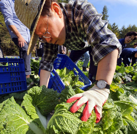 17일 오후 더불어민주당 이재명 대표가 강원 평창군 방림면 배추밭을 찾아 수확을 하며 작황 상황을 살펴보고 있다.  2024.10.17. 연합뉴스