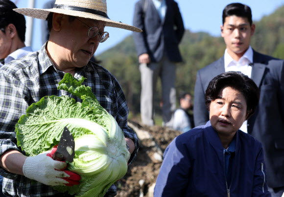 17일 오후 더불어민주당 이재명 대표가 강원 평창군 방림면 계촌리 배추밭을 찾아 수확을 하며 작황 상황을 살펴보고 있다. 2024.10.17. 연합뉴스