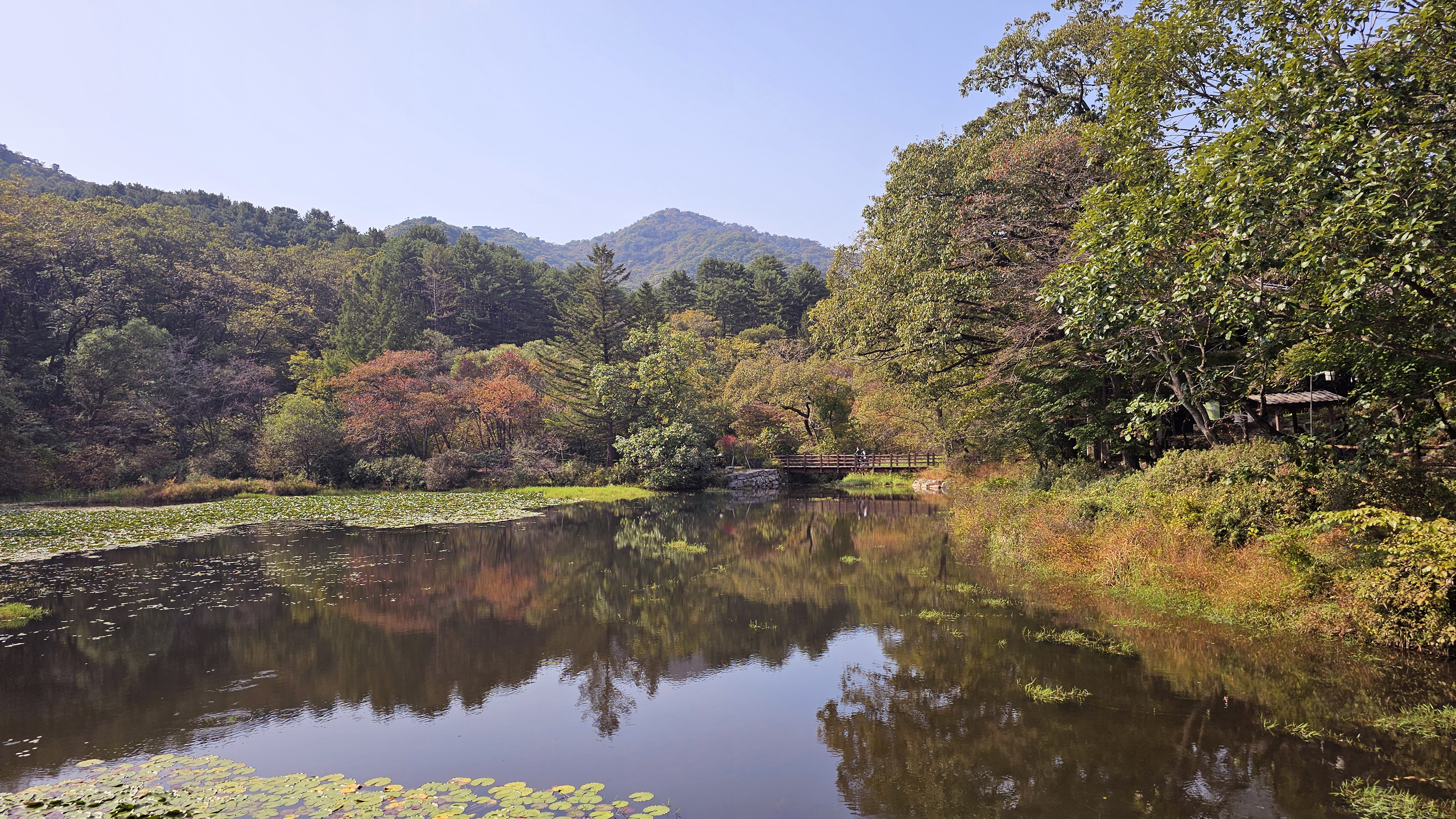 수리봉(535m) 아래 펼쳐진 육림호는 연잎으로 덮인 연못과 가을빛이 물든 나무들이 어우러져 마치 한 폭의 수채화를 연상케 한다.